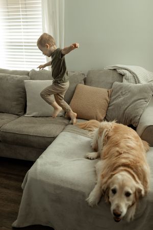 A child stands on a gray sofa while a Golden Retriever lounges beside them in a sunlit living room.