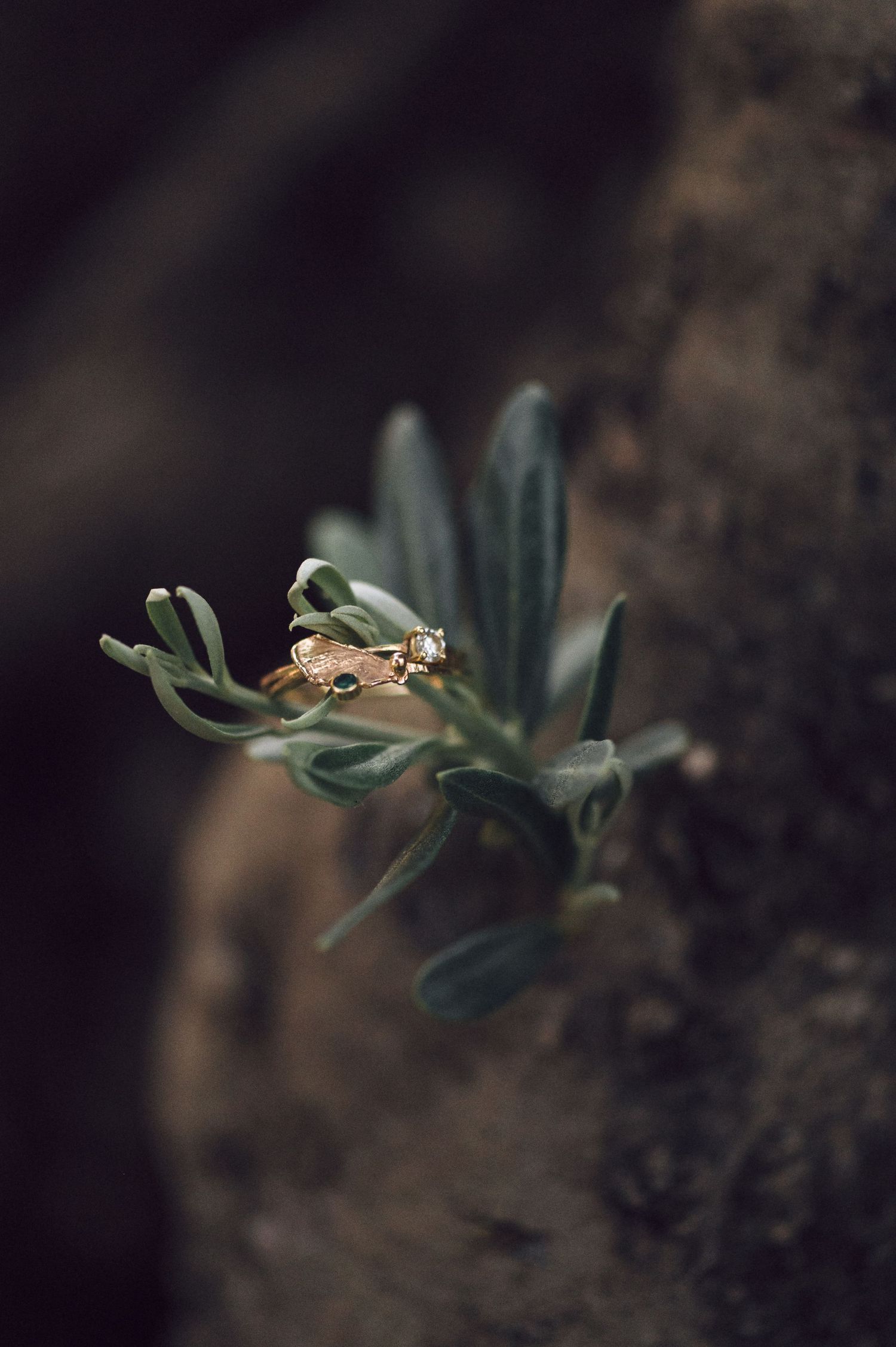 Wedding rings artistically displayed on green succulent leaves in dark moody lighting creates an elegant macro photograph.