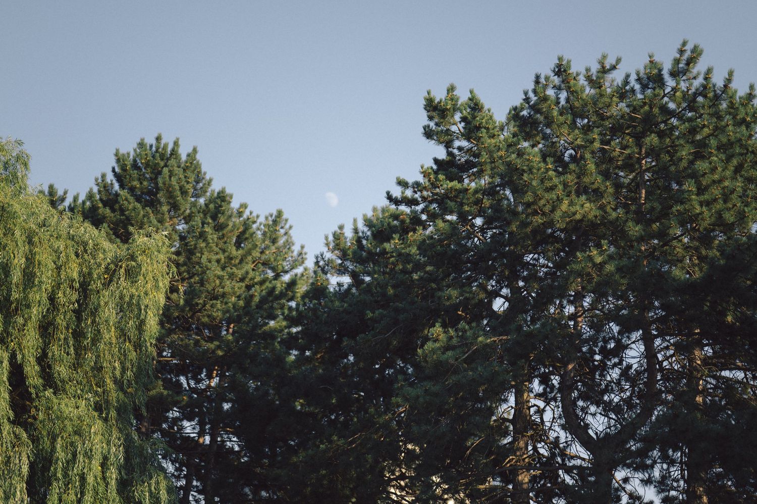 Pine and willow trees create a natural canopy against a clear blue sky.