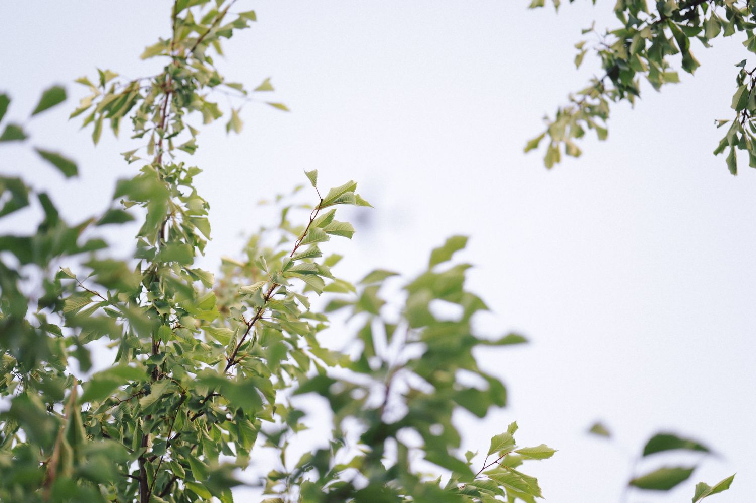 Green leaves with small red and pink berries growing on branches against a bright blue sky.
