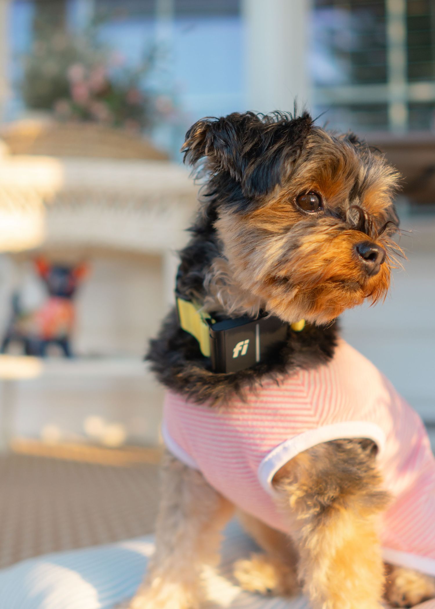 yorkie wearing FI Dog Collar