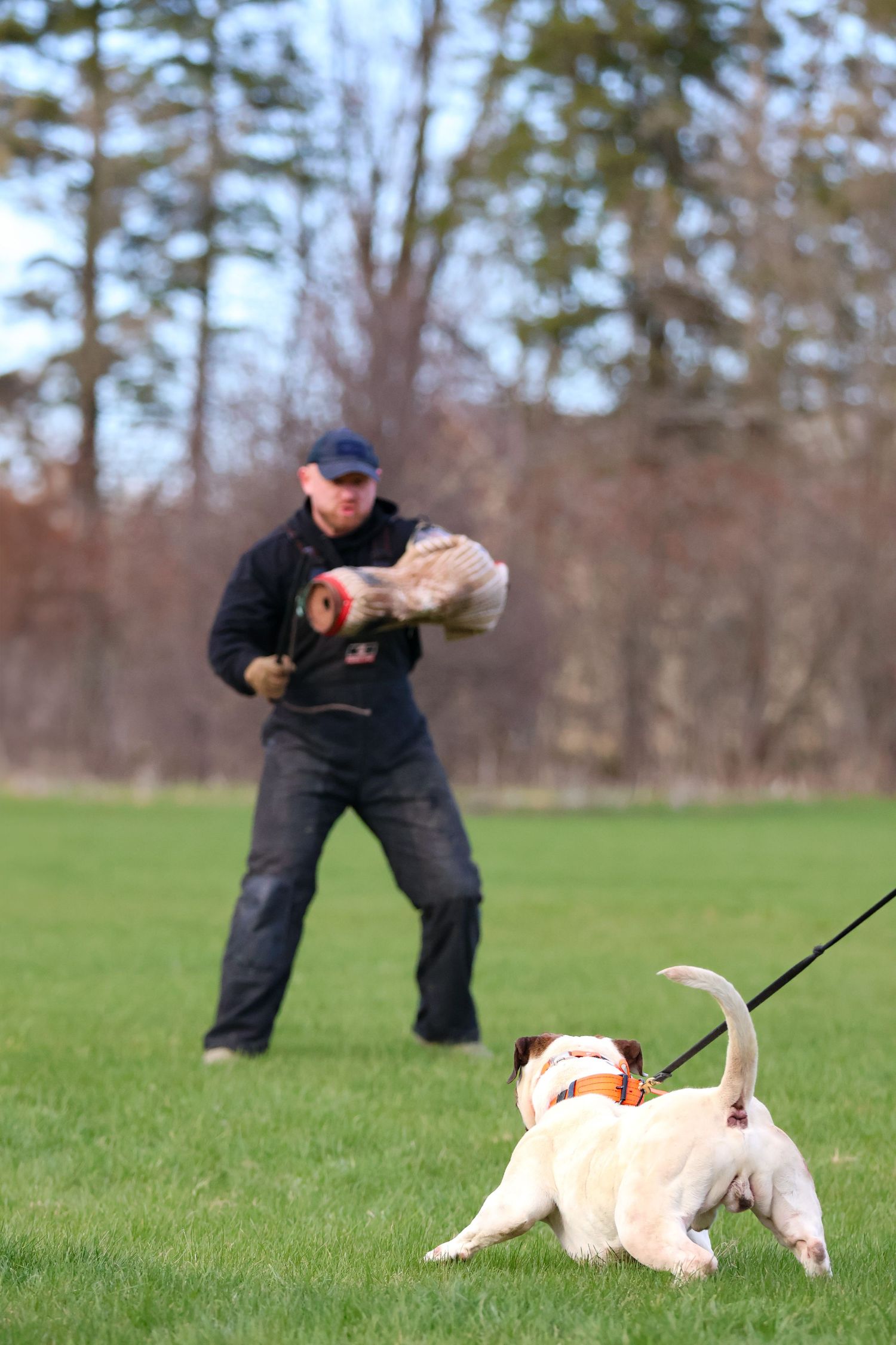 Decoy and Malinois