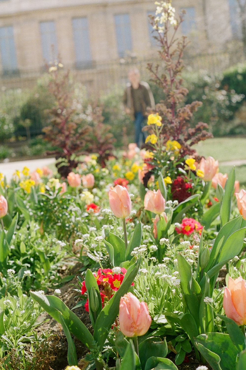 Vibrant spring garden with colorful tulips, daffodils and other blooming flowers against a blurred architectural backdrop.
