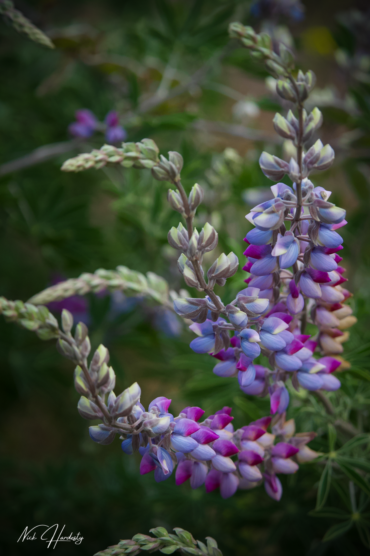 Delicate purple and pink petals unfurl gracefully in the soft Ventura sunlight, showcasing nature’s artistry at its finest. The Image Plug