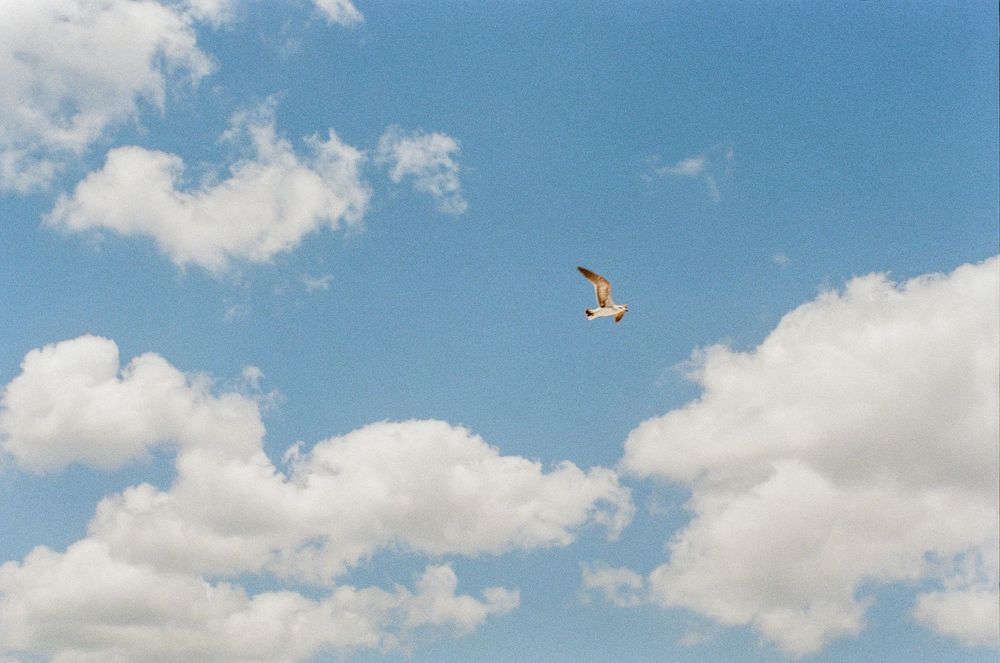 A seagull soars through a blue sky dotted with puffy white clouds on a bright sunny day.