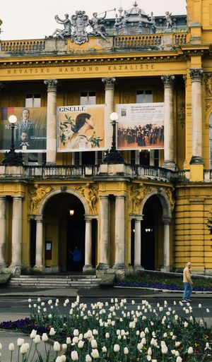 Historic yellow theater building with ornate architecture and white tulips blooming in the foreground garden.