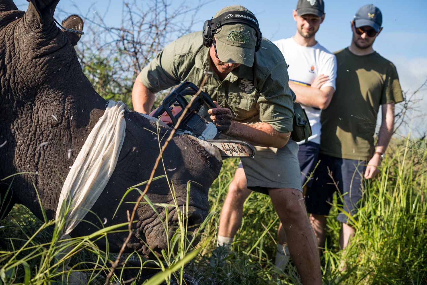 Rhino dehorning