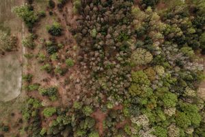 Aerial drone view looking down at a mixed forest with bare and leafy trees during seasonal transition period.