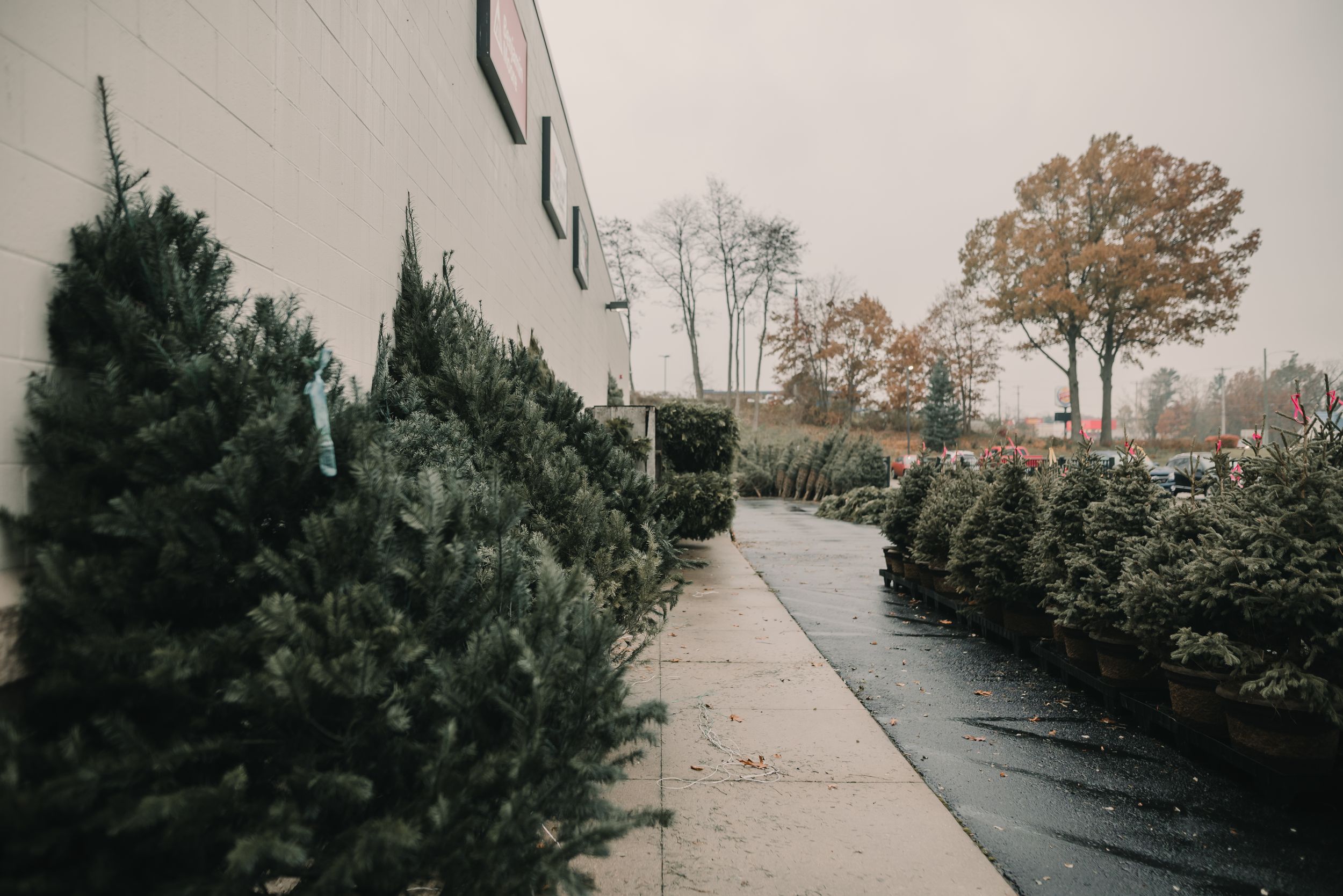 Row of evergreen Christmas trees line a wet concrete walkway during a cloudy autumn day.