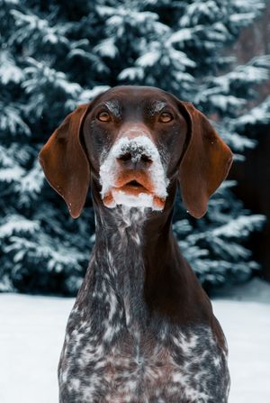 Wild Point Studio
Dog Photography
Ottawa
Gatineau
Dog photography