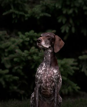 Wild Point Studio
Dog Photography
Ottawa
Gatineau
Dog photography