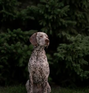 Wild Point Studio
Dog Photography
Ottawa
Gatineau
Dog photography