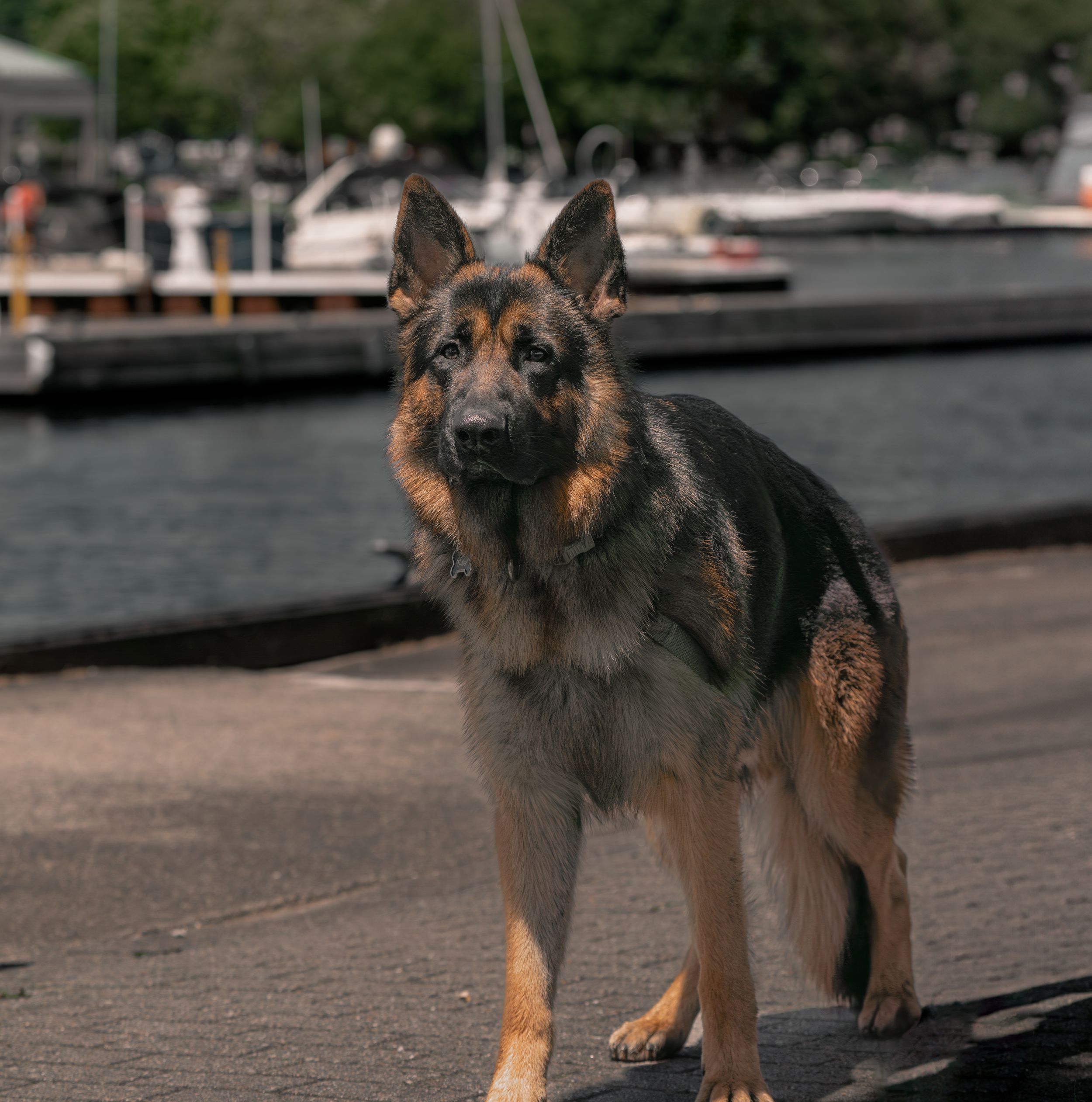 Wild Point Studio
Dog Photography
Ottawa
Gatineau
Dog photography