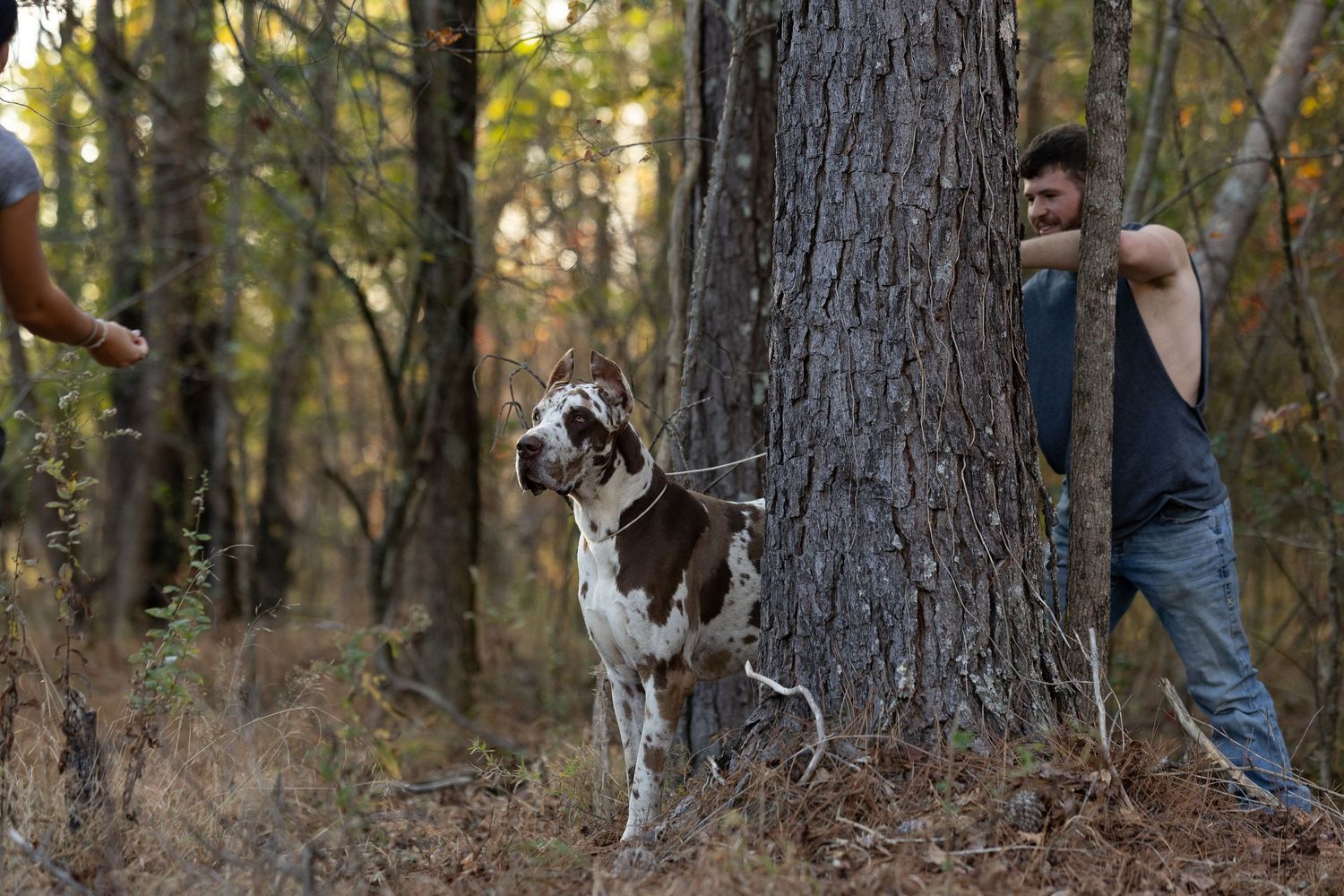 A dog chases a squirrel up a tree trunk in a forest setting during autumn.