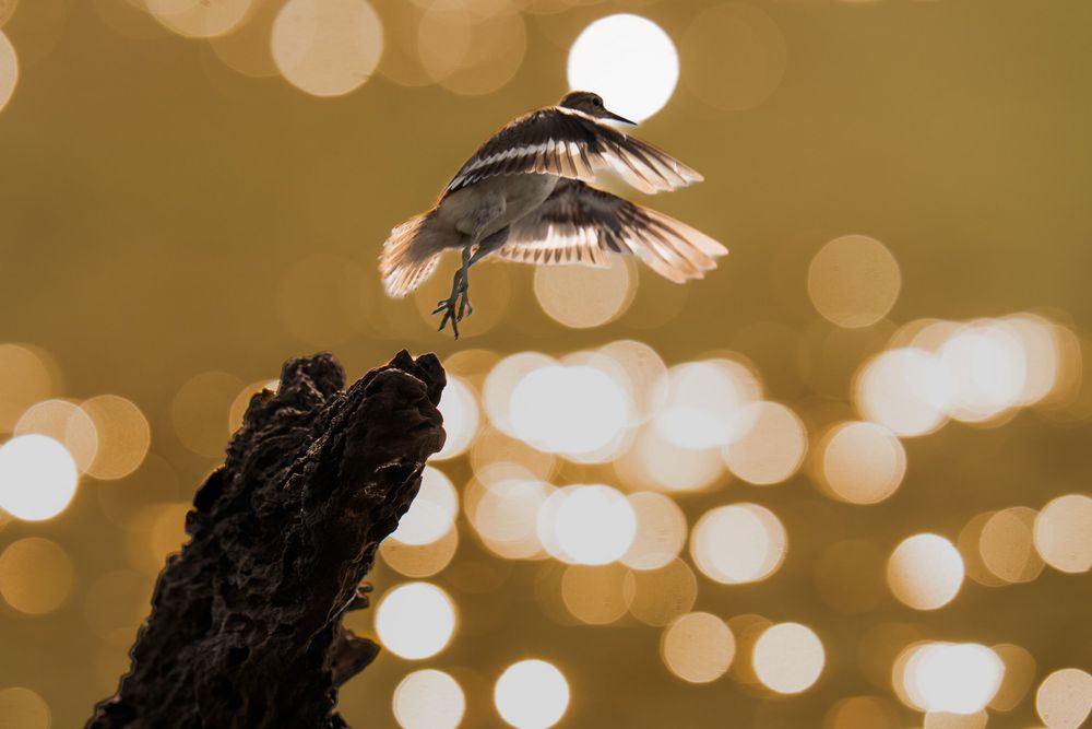 A small bird with black and white feathers perches on a branch against a blurred golden bokeh background.
