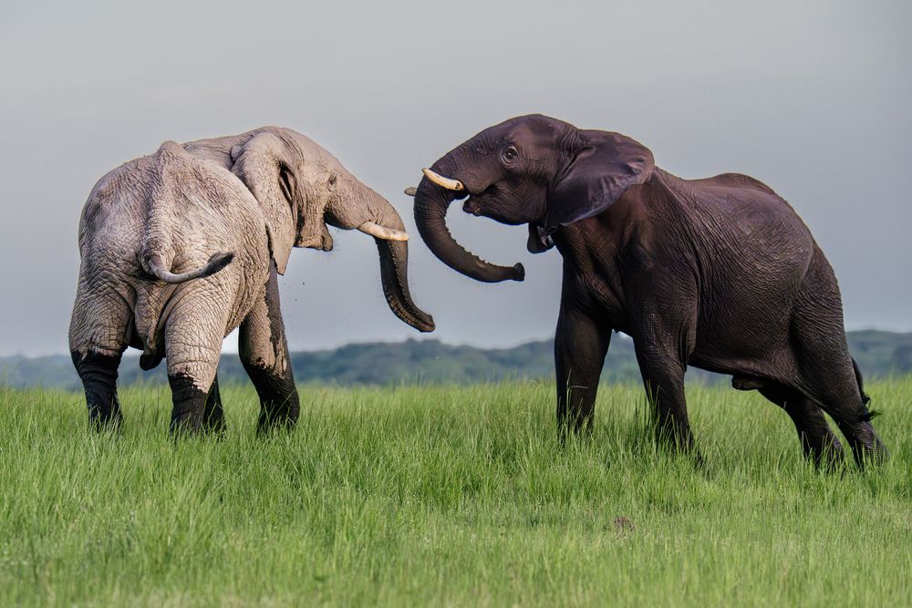 Two African elephants interact with their trunks while standing in lush green grassland under cloudy skies.