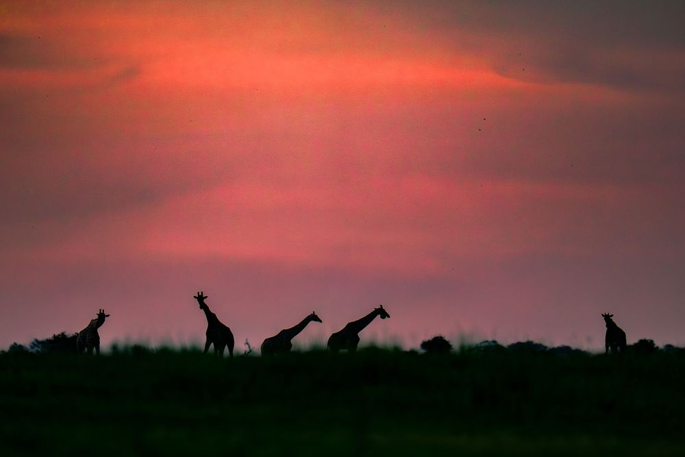 A herd of giraffes silhouetted against a dramatic red and orange sunset sky in the African savanna.