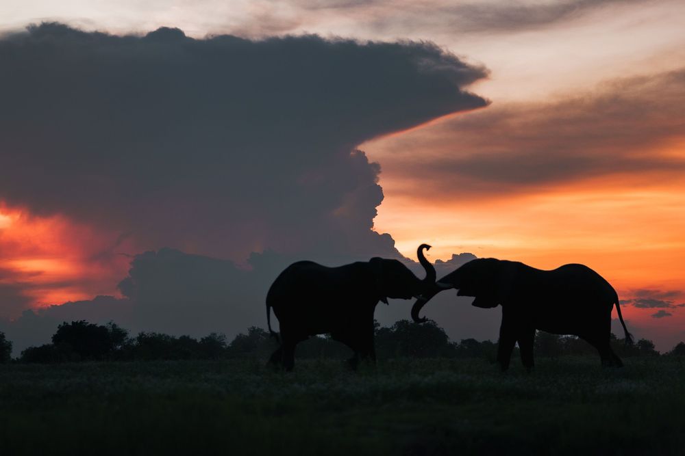 Silhouettes of African elephants against a vibrant orange sunset sky in the savanna.
