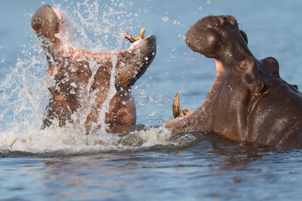 Two playful hippos splash and wrestle in blue water, creating dramatic water spray during their interaction.