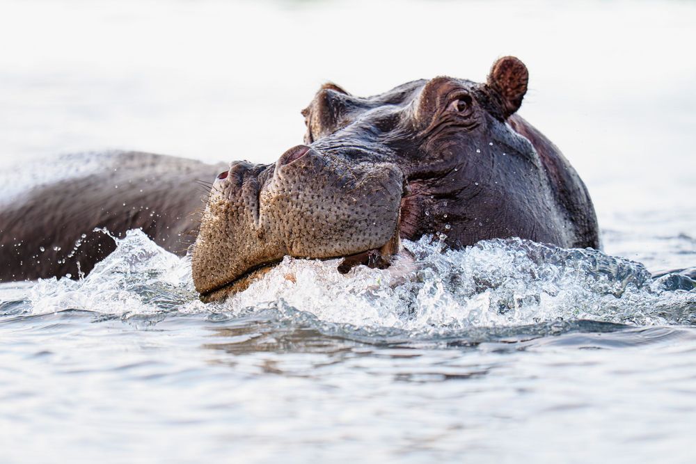 Hippopotamuses play and splash in the water, creating ripples and waves on the surface.