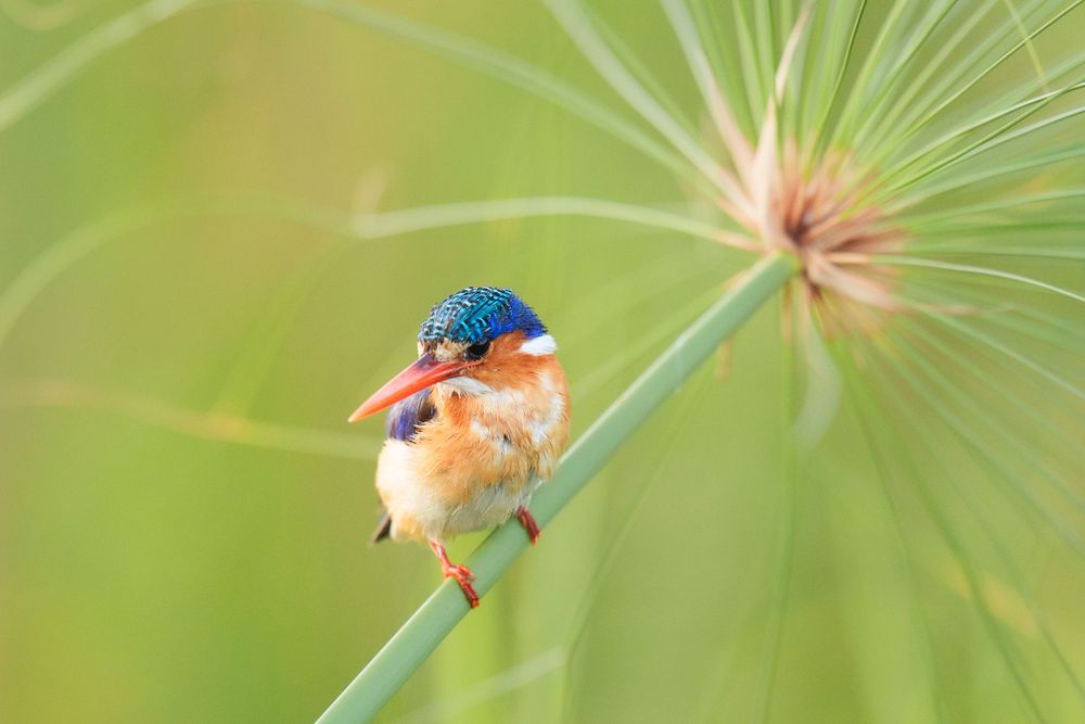 A tiny Malachite Kingfisher perches delicately on a thin branch against a soft green background.