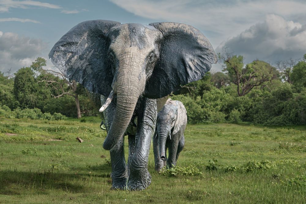 A group of African elephants walk through lush green savanna grasslands under a blue cloudy sky.