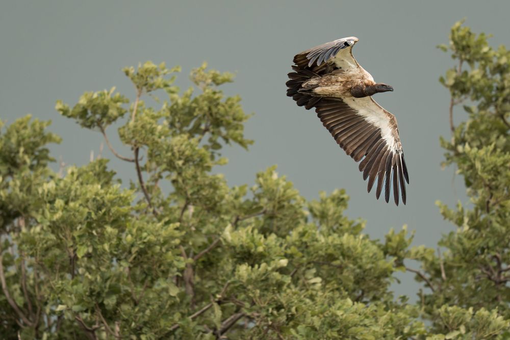 A majestic eagle with spread wings soars above green treetops against a cloudy sky.