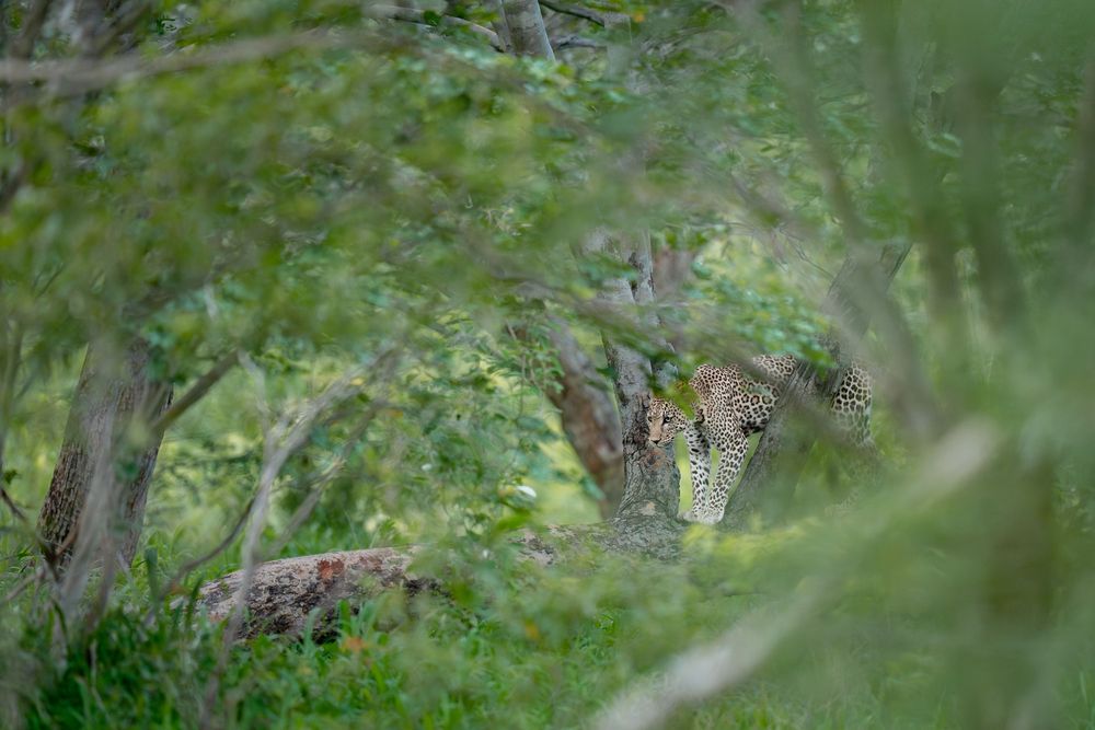 Cheetah resting in green grass and foliage while looking directly at the camera in natural habitat.
