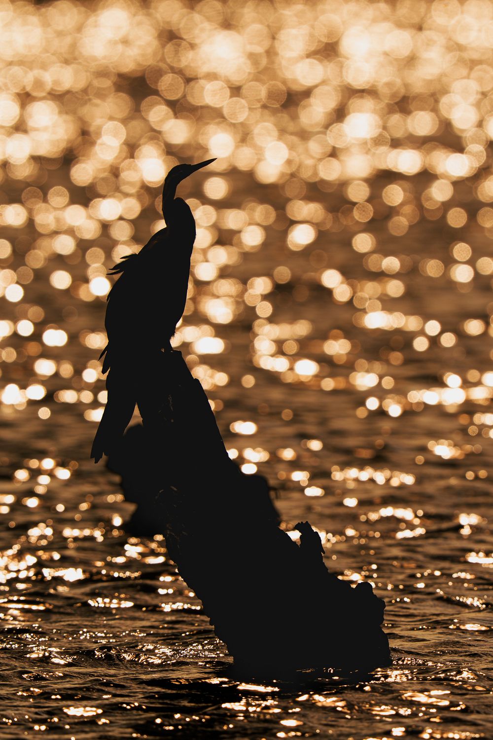 Silhouettes of birds against sparkling golden water with bokeh effect at sunset creating a dramatic nature scene.