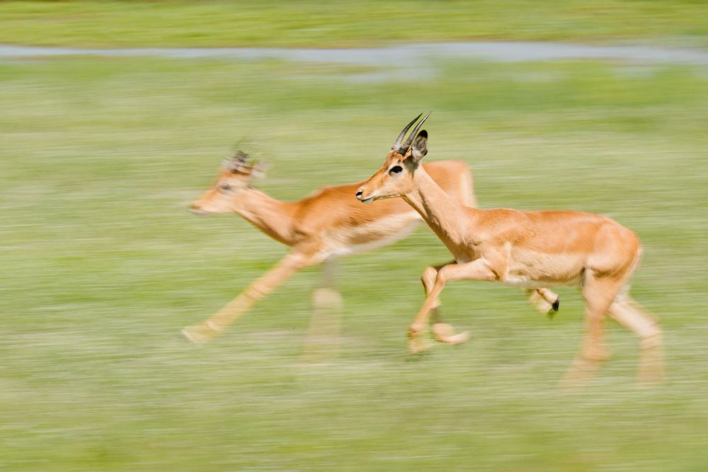 Motion sequence of gazelle leaping and running across green grassland in swift graceful movements.