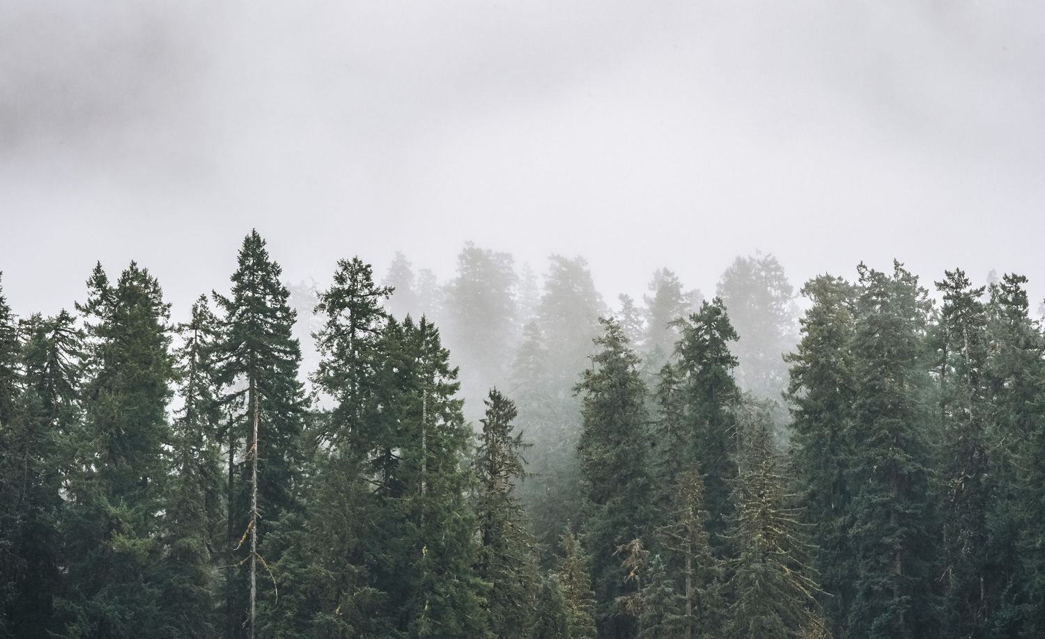 Dense evergreen forest treeline disappearing into low misty clouds on overcast day.