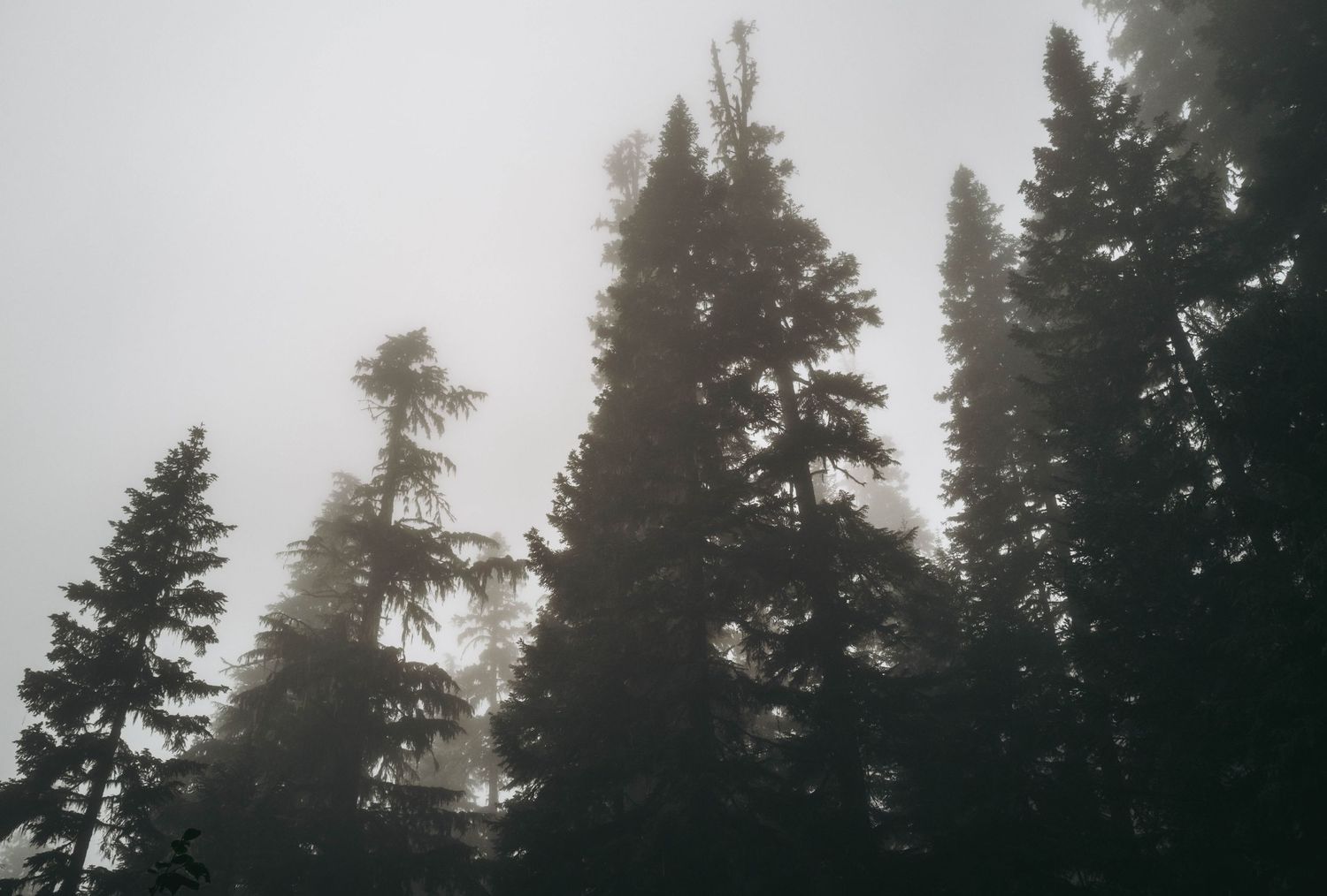 Tall evergreen trees shrouded in dense fog creating a moody dark forest scene.