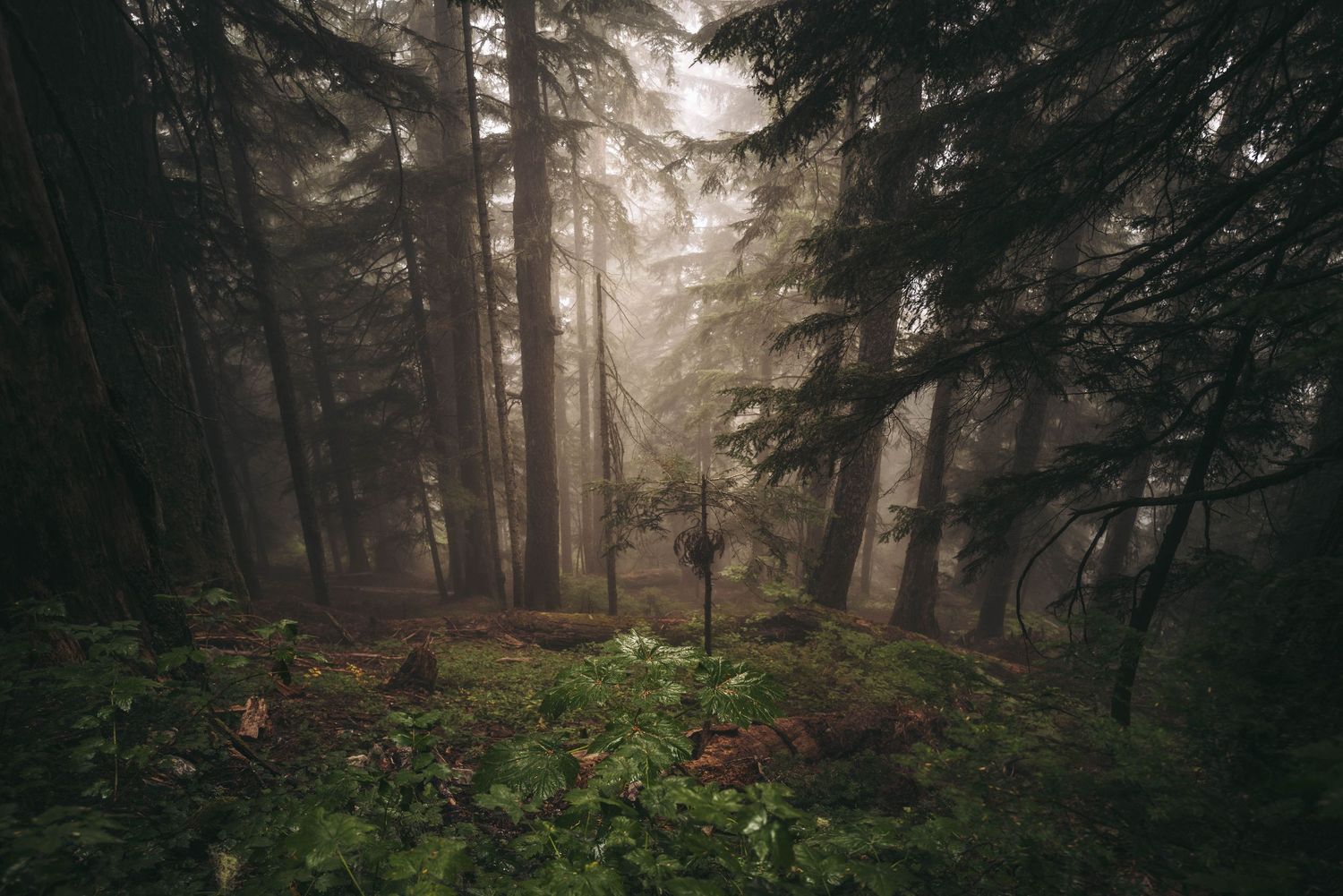 Misty old-growth forest with rays of light filtering through tall conifers and ferns.