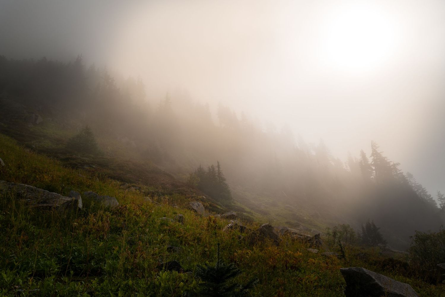Soft golden sunlight breaking through thick morning fog over a misty mountain hillside.