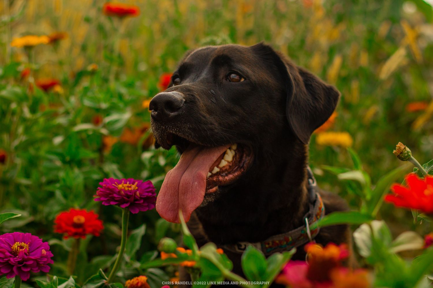 Gorgeous Pet Photo of a Dog in a field of flowers by Linx Photography, Barrie, Ontario