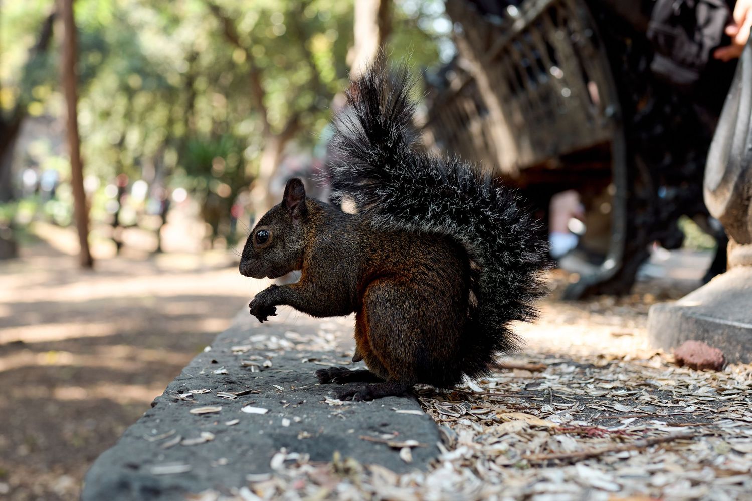 squirrel RX1 R review CDMX