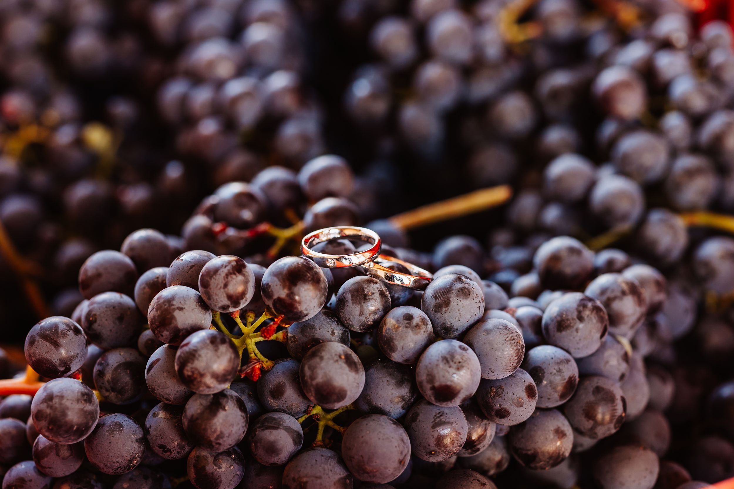 Wedding rings rest atop fresh purple wine grapes in a romantic vineyard detail shot.