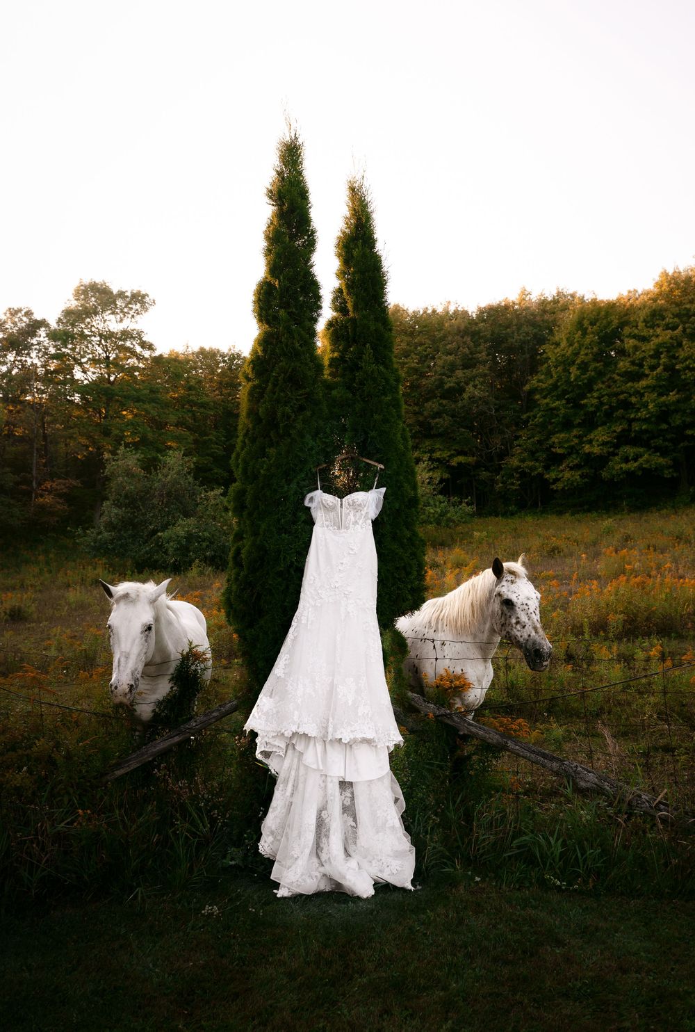 Wedding dress hanging among cypress trees with white horses grazing in the background.