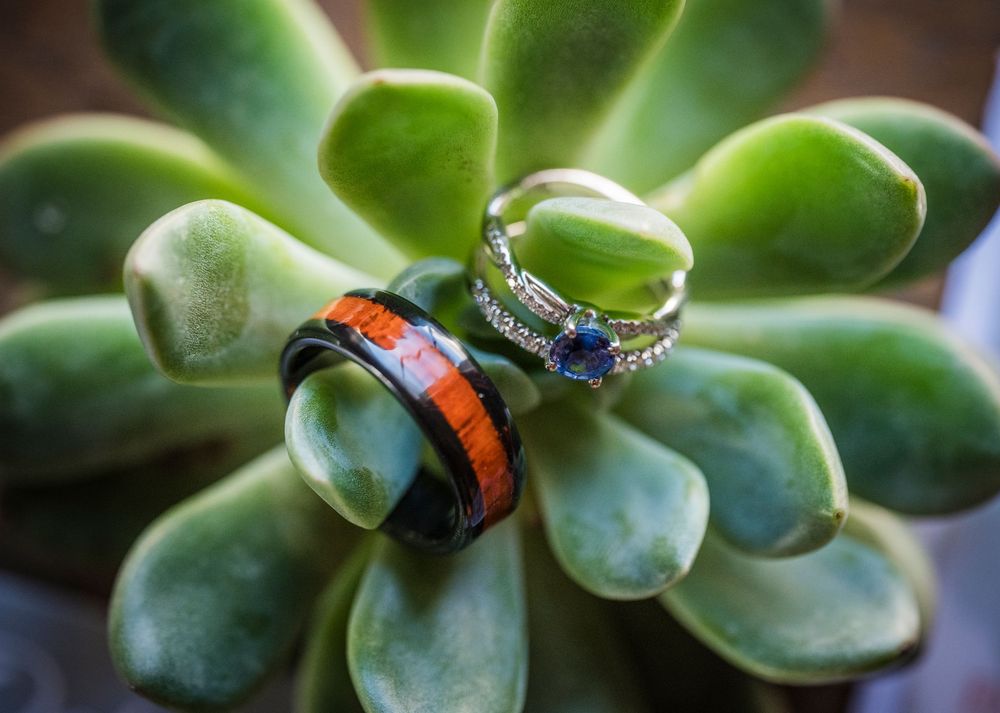 Succulent plants with orange and black ladybug decorations arranged in a row.