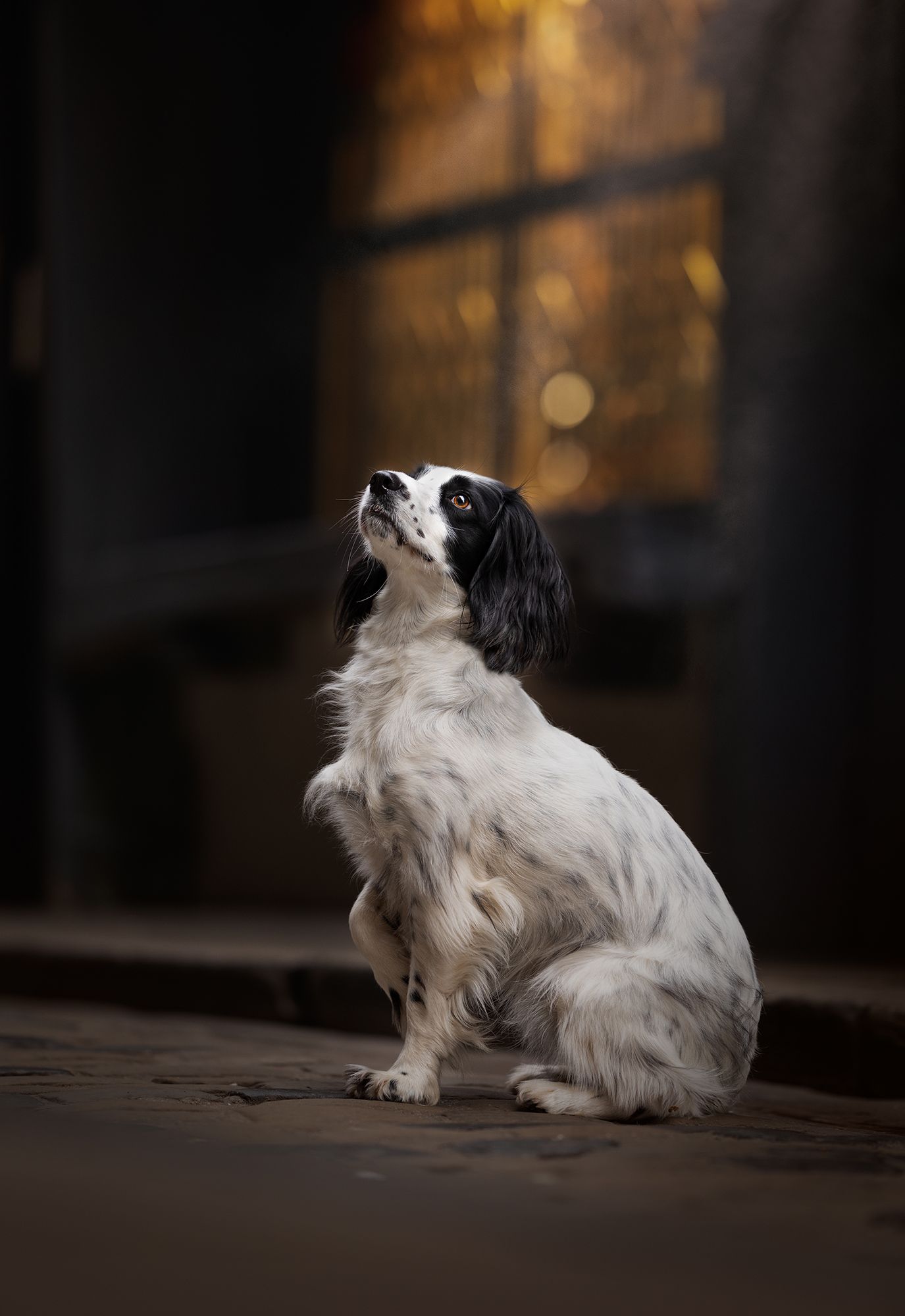 Pet Photographer York, Yorkshire