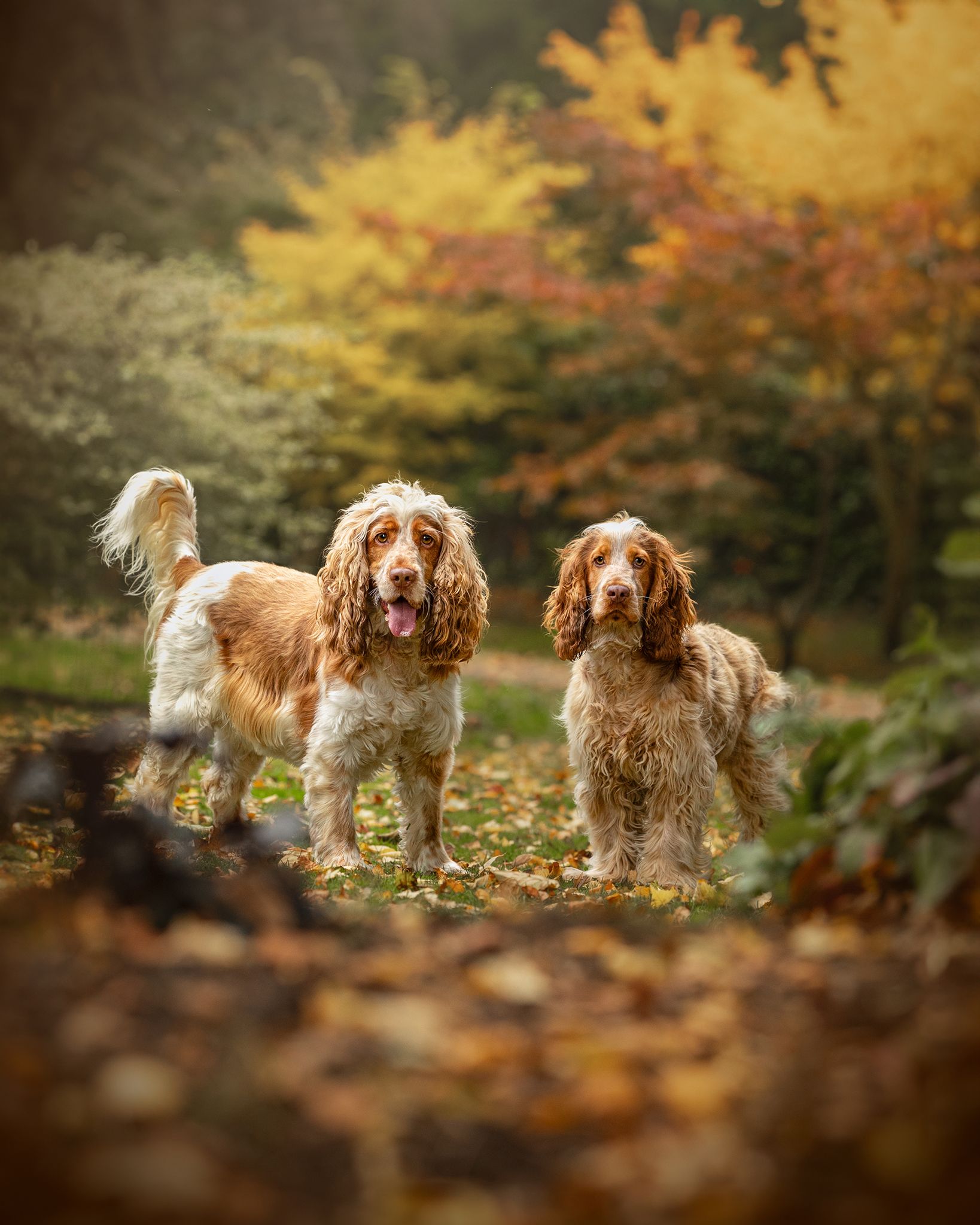 Spaniels cheshire
