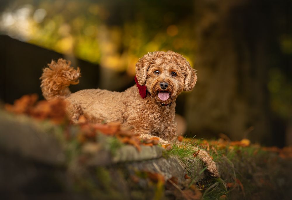 Dog pet photographer Stockport