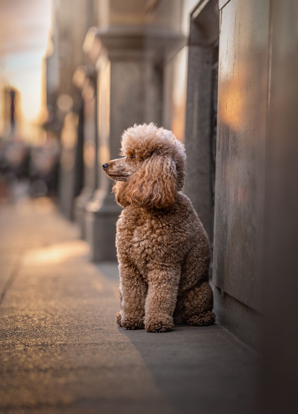 poodle spinningfields dog photography