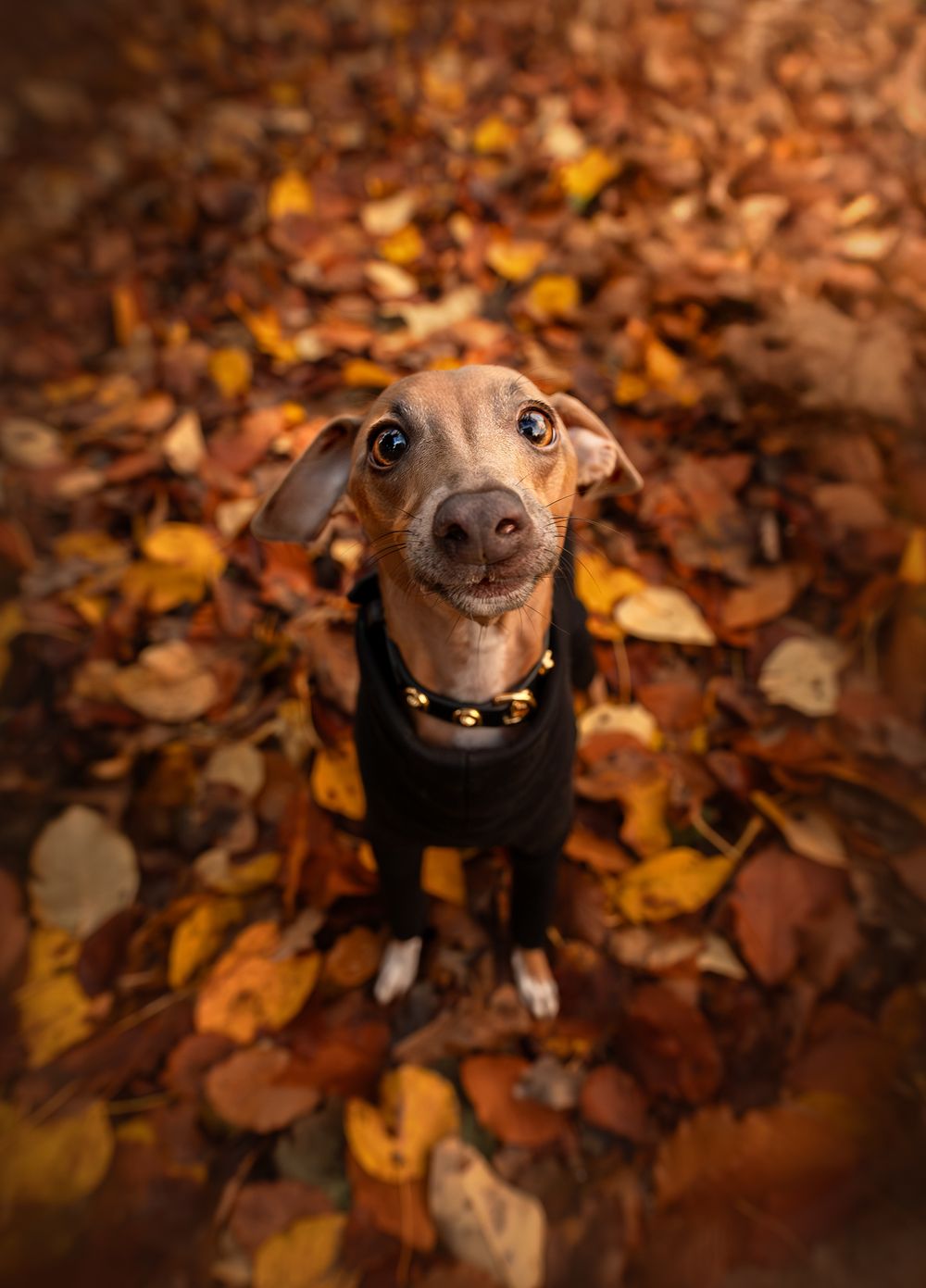 Dog photographer Bramhall Manchester