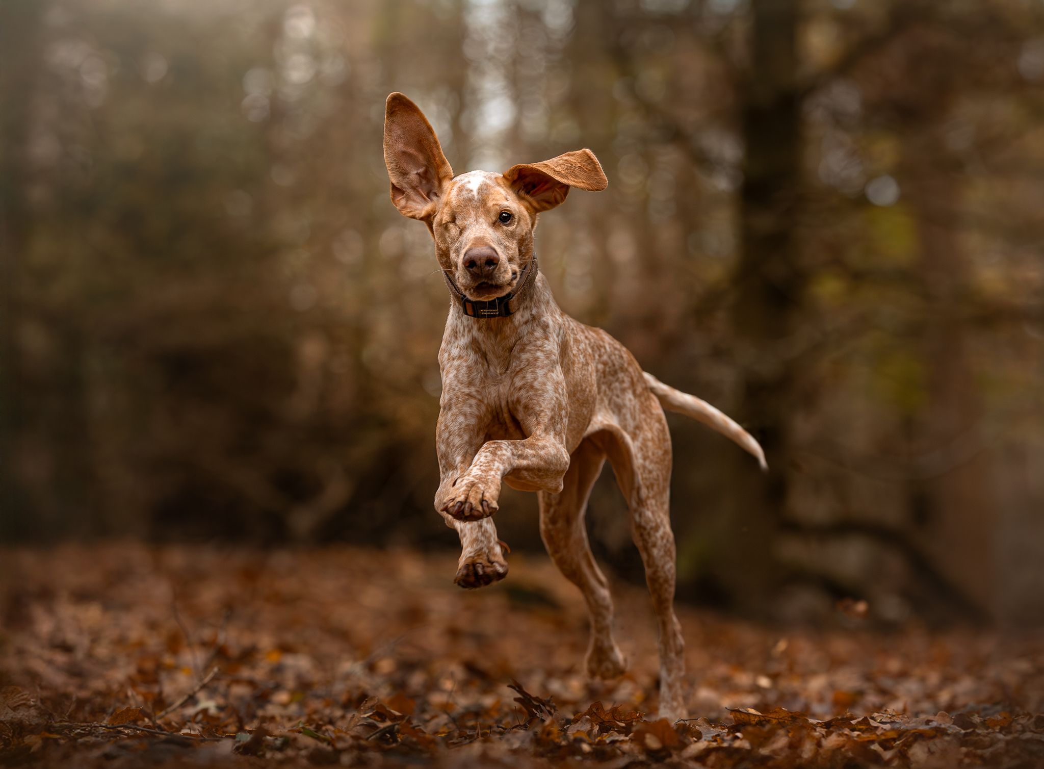 Action dog photographer Alderley Edge