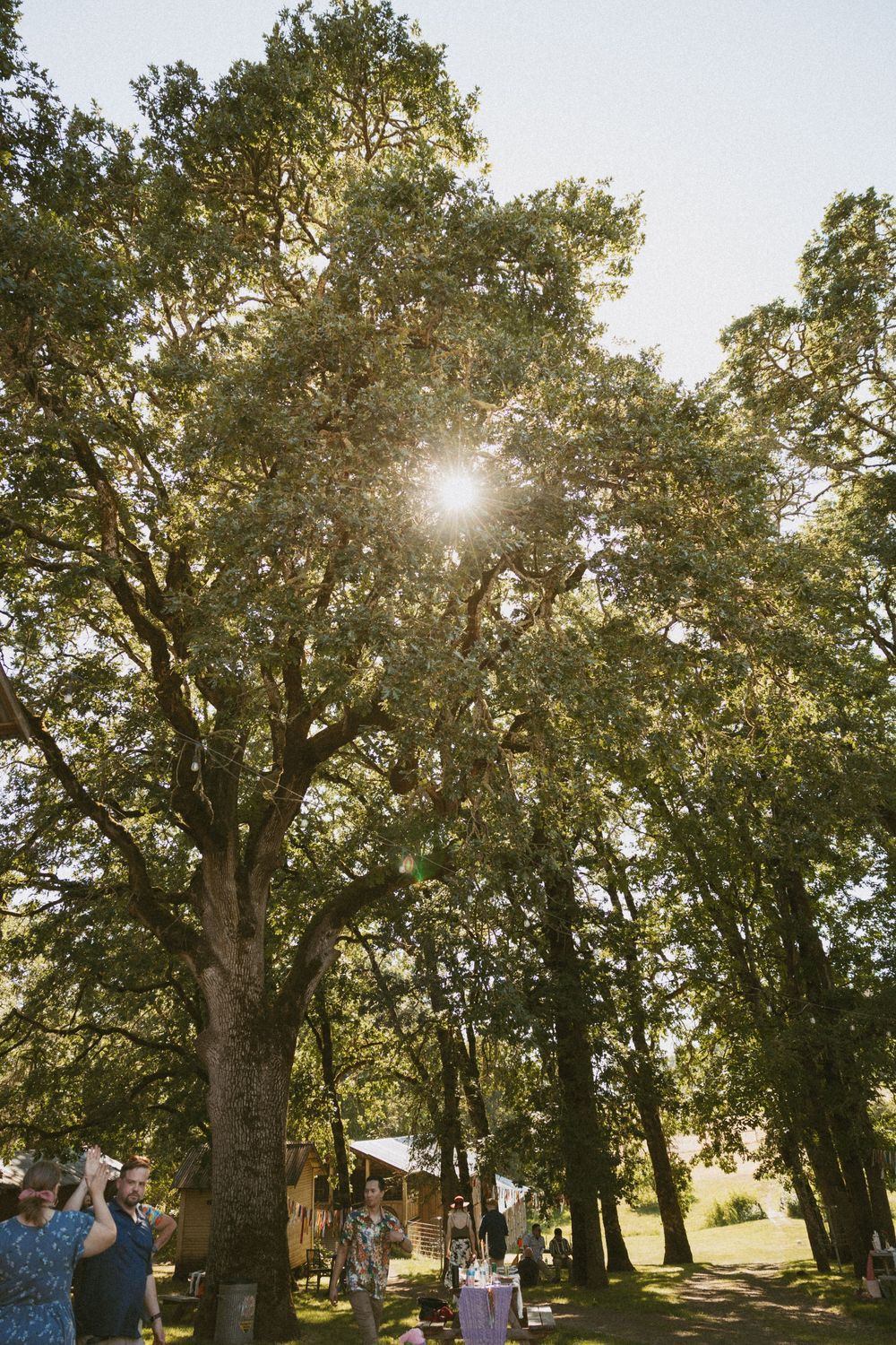 Sunlight streams through tall oak trees in a serene park setting during golden hour.