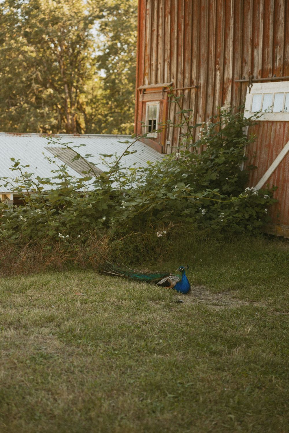 A series of four connected photos showing a rustic barn exterior with grass and greenery in the foreground.