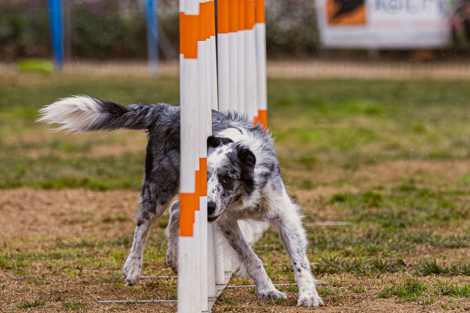 Perro saltando junto a obstáculo naranja en pista de agility al aire libre. Fotografía canina deportiva por Daniel Giménez Barcelona.