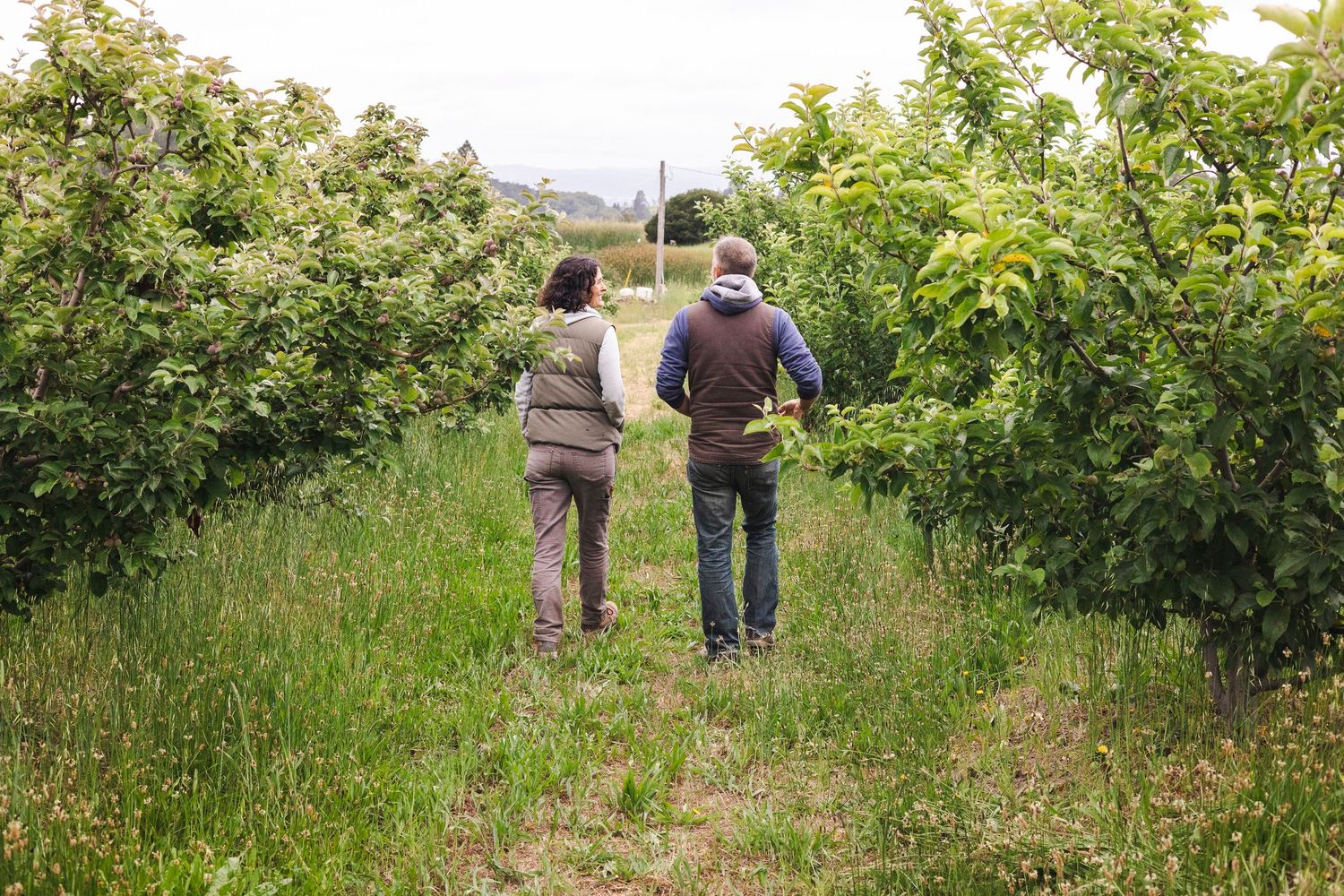 People walking between rows of fruit trees in a lush orchard during harvest season.