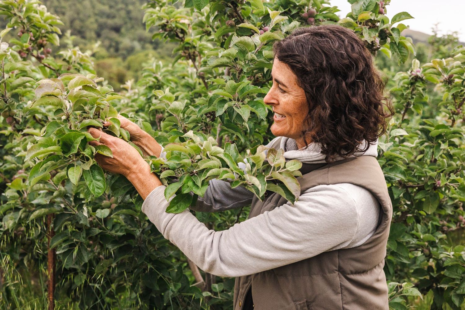 Someone wearing a beige vest examines coffee cherries growing on plants at a coffee farm in a lush green setting.